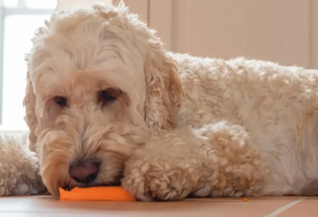 Um cachorro com cenoura em sua boca.