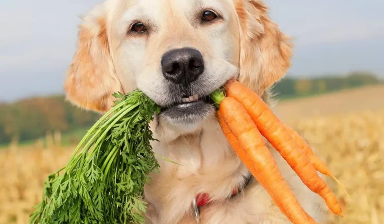 Um cachorro com cenoura em sua boca.
