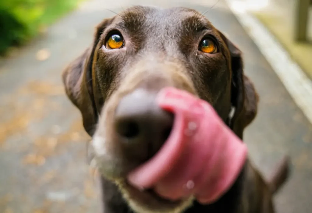 Um cachorro querendo comer mandioca.