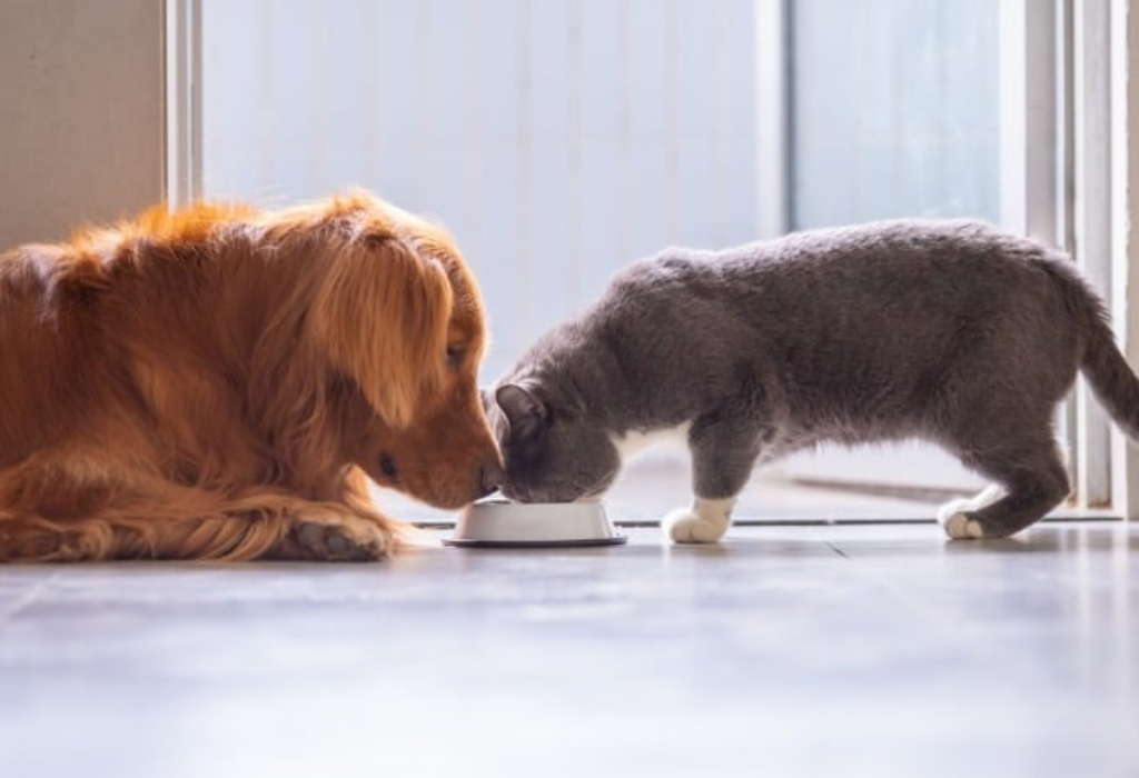 Um gato e um cachorro comendo sache.