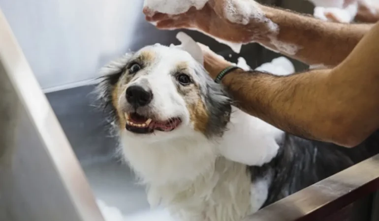 Um cachorro tomando banho com shampoo próprio para ele.