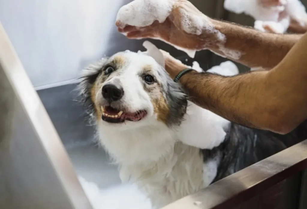 Um cachorro tomando banho com shampoo próprio para ele.