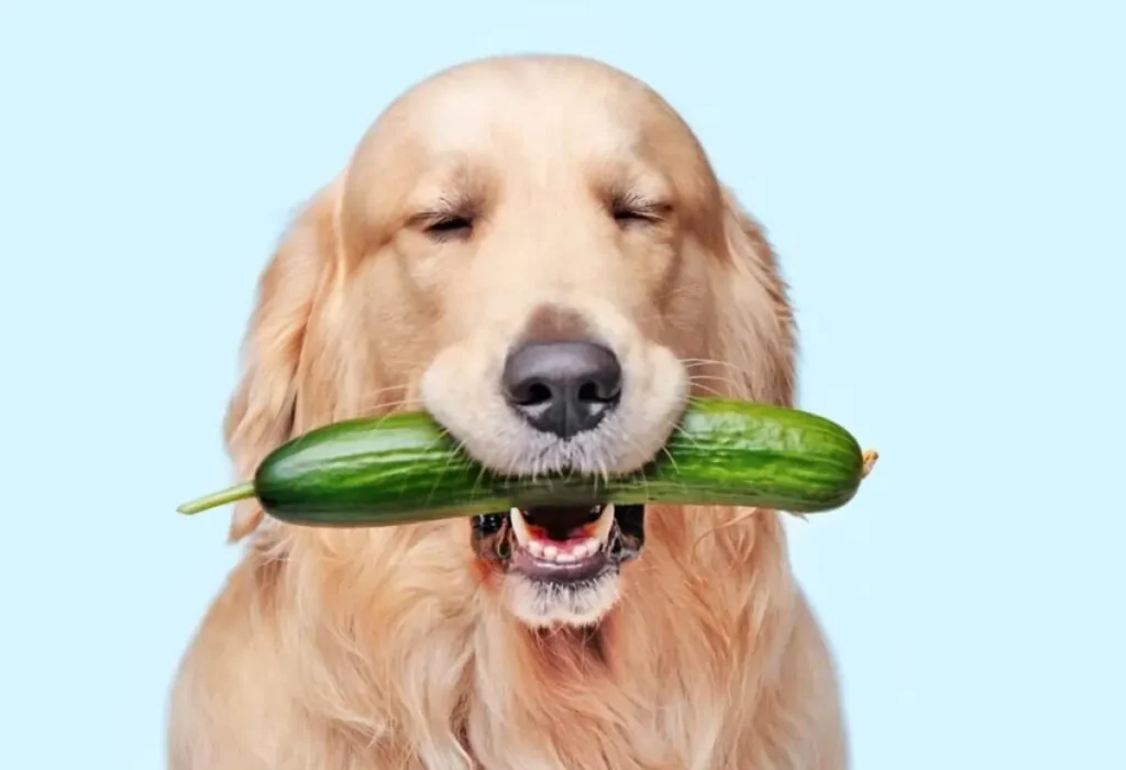 Um cachorro da raça golden com um pepino na boca.