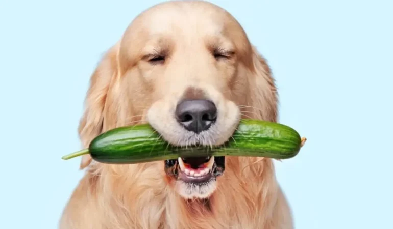 Um cachorro da raça golden com um pepino na boca.