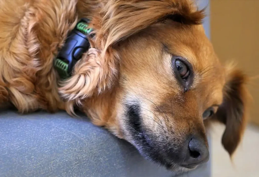 Um cachorro com cinomose.