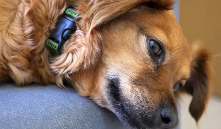 Cachorro com doença da cinomose.