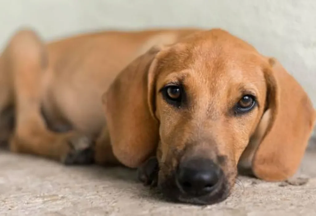 Um cachorro com sintomas de cinomose.