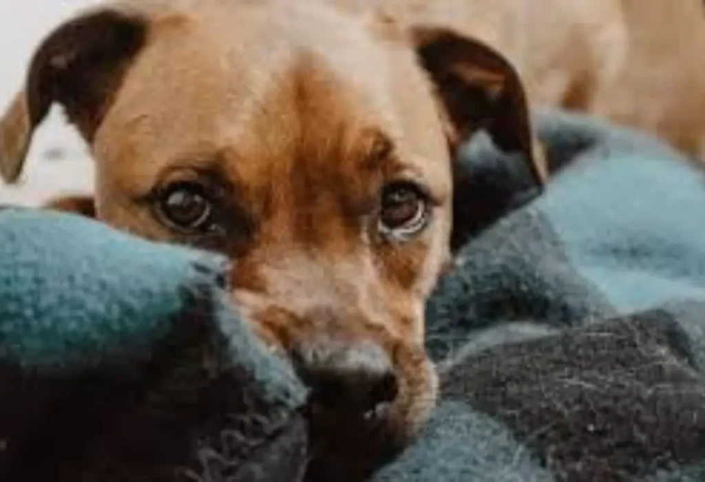 Um cachorro com sintomas de cinomose.