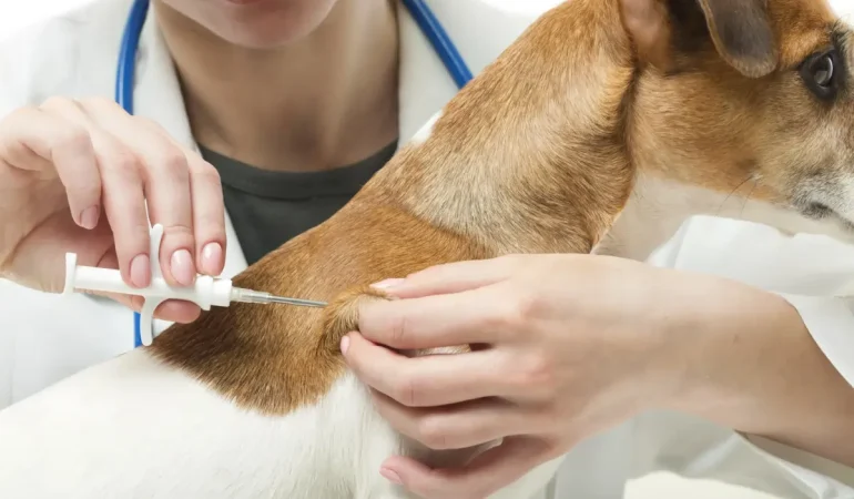 Um cachorro tomando uma vacina.
