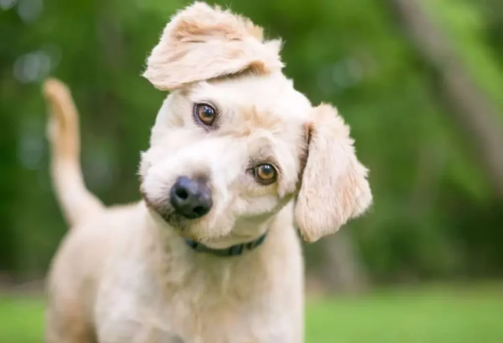 Um cachorro em um gramado.