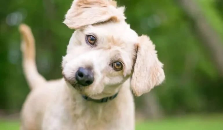 Um cachorro em um gramado.