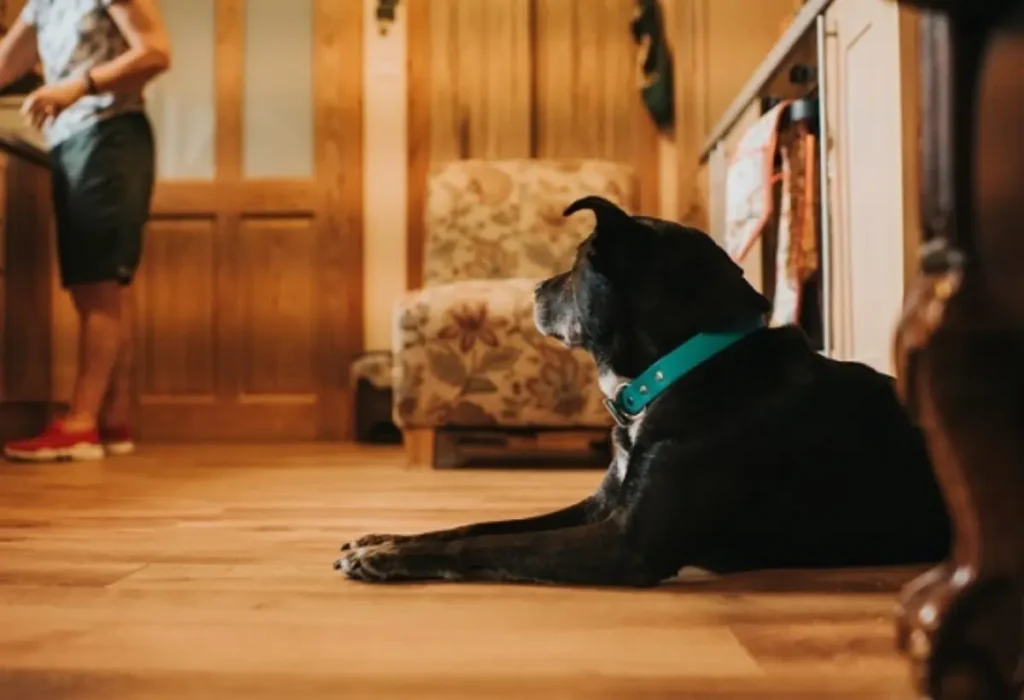 Um cachorro com hábitos comuns.