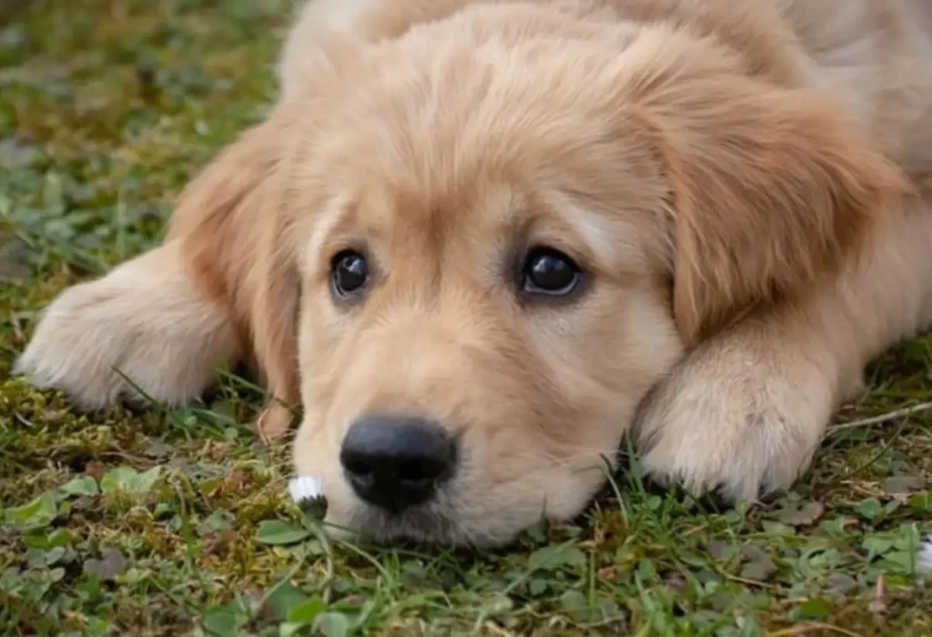 Um cachorro filhote com infecção urinária.