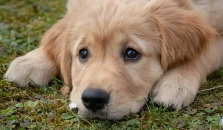 Um cachorro filhote com uma infecção urinária.