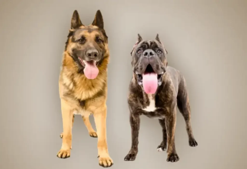 Dois Cachorros de porte grande.