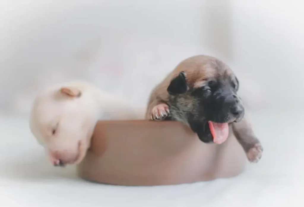 Dois cachorros filhotes.