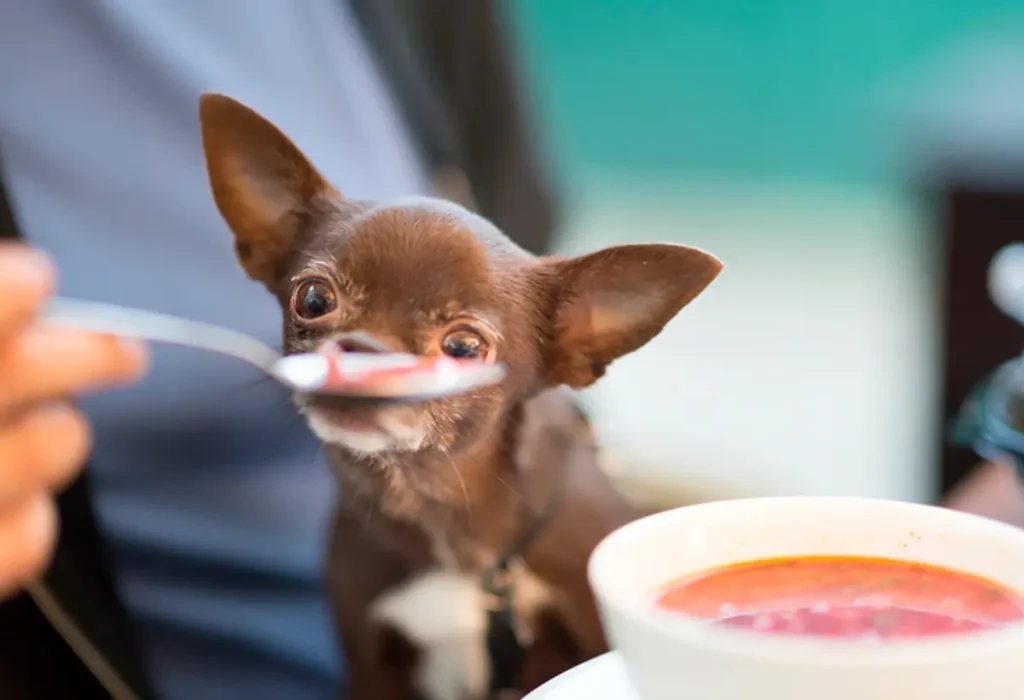 Um cachorro filhote comendo papinha.