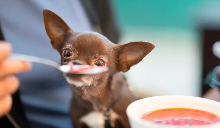 Um cachorro filhote comendo papinha.