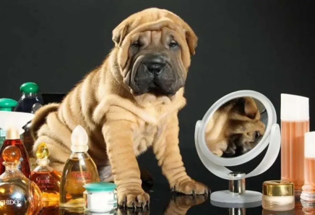 Um cachorro sentado e ao seu lado perfumes.