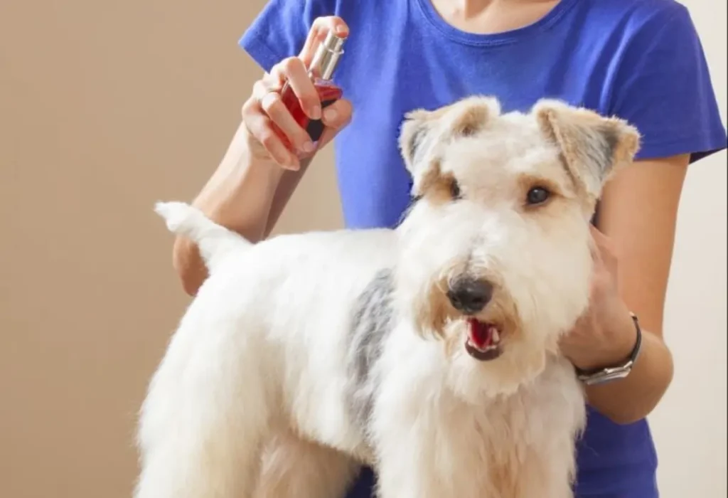 Uma pessoa passando perfume em um cachorro.
