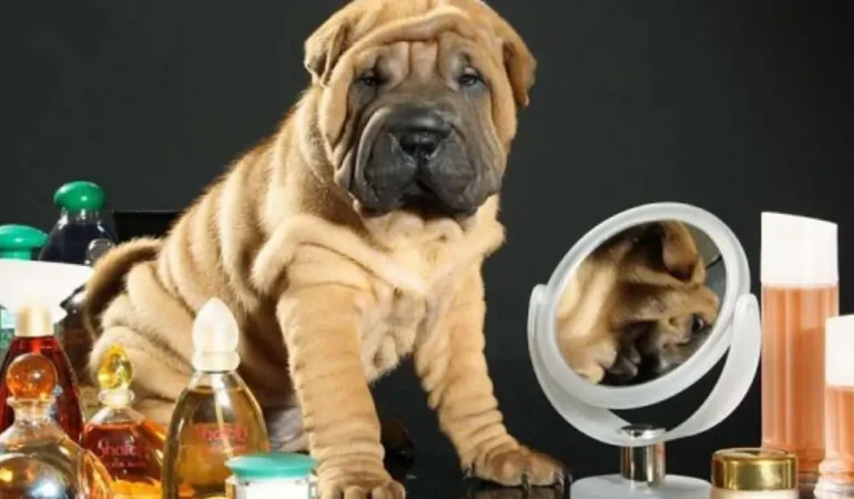 Um cachorro sentado e ao seu lado vários perfumes de humano.