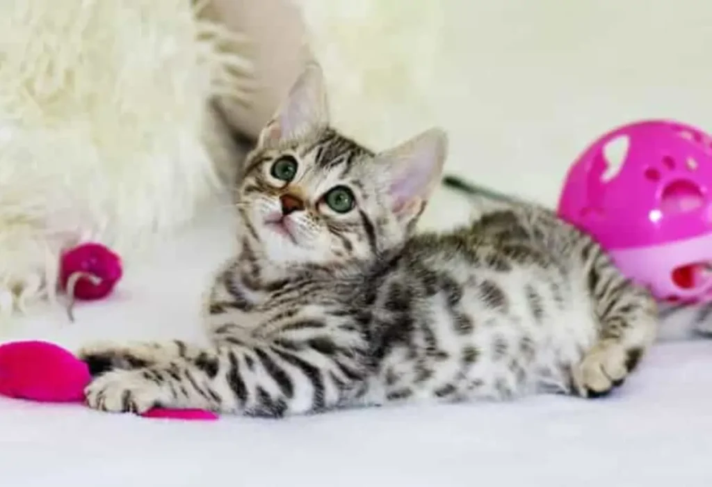 Um gato deitado brincando.