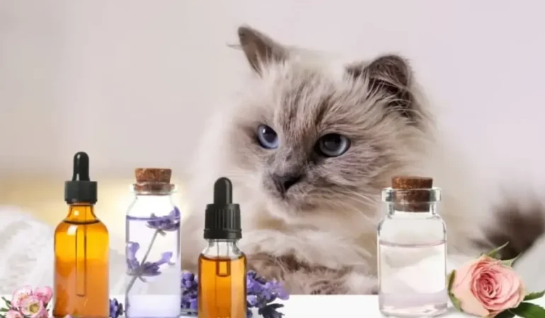 Um gato e a sua volta perfumes.