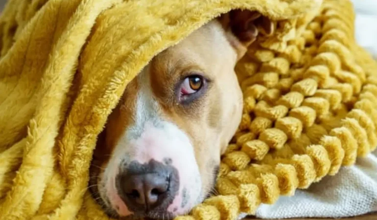 Um cachorro com pneumonia canina.