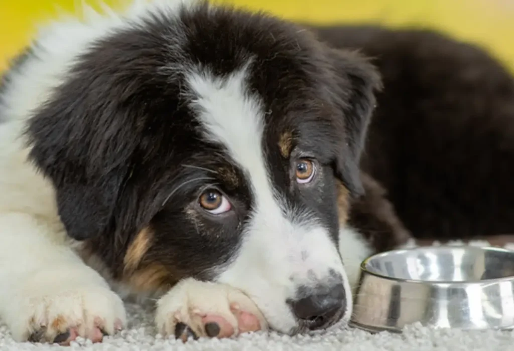 Um cachorro deitado ao lado de uma tigela de ração.