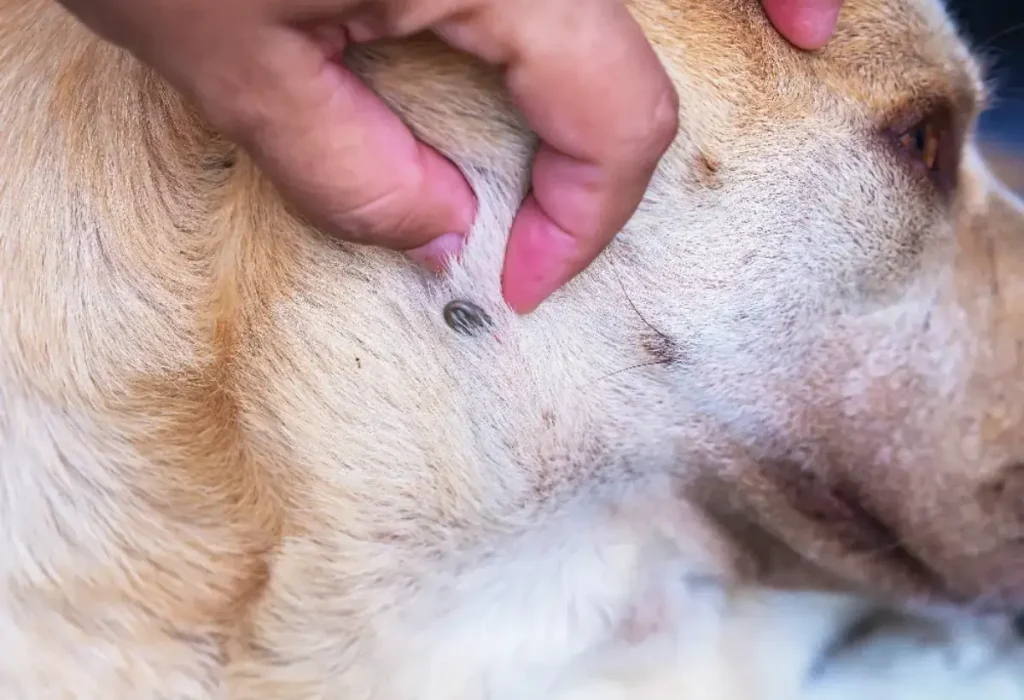 Um cachorro com carrapato.