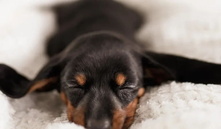 melhores remédios para pulgas e carrapatos.