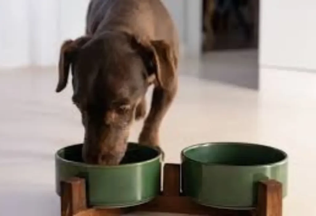 Um cachorro comendo sache.