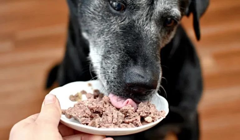 Um cachorro comendo sache.