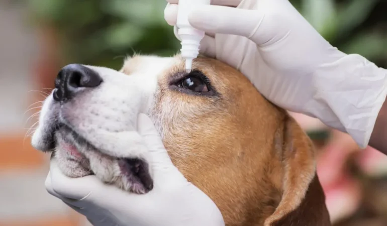 Um cachorro com ulcera de córnea.