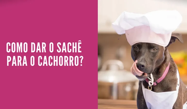 Como dar sache para cachorro?