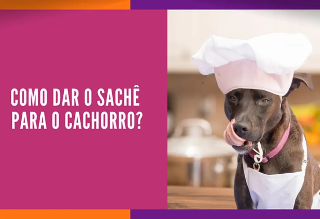 Como dar sache para cachorro?
