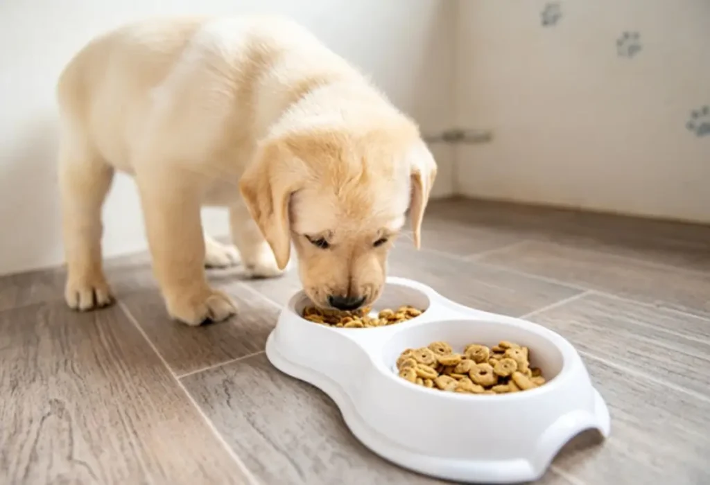 Um cachorro filhote comendo ração da marca pedigree.