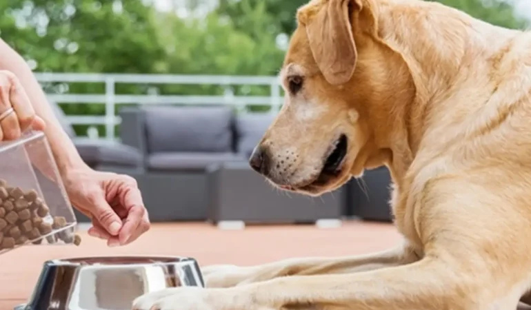Um cachorro deitado comendo ração com antioxidante natural.