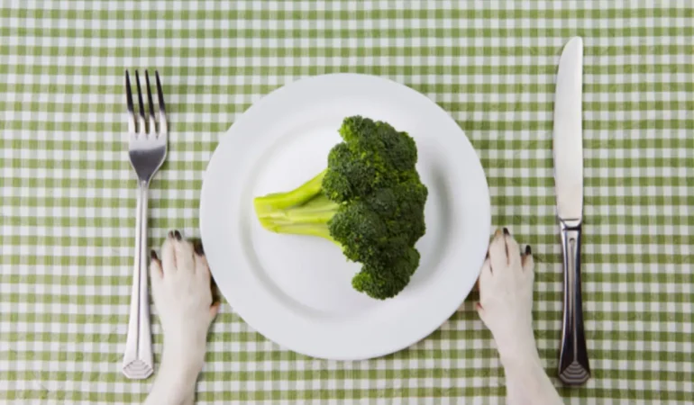 Um prato com brócolis e a sua frente um cachorro.
