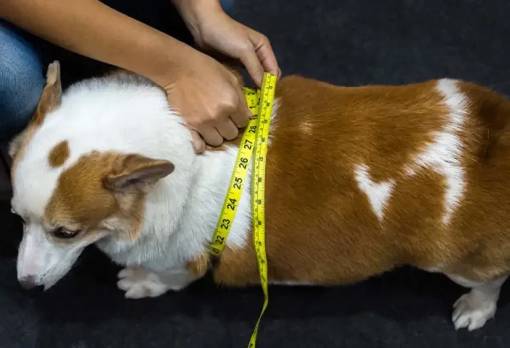 Um cachorro acima do peso.