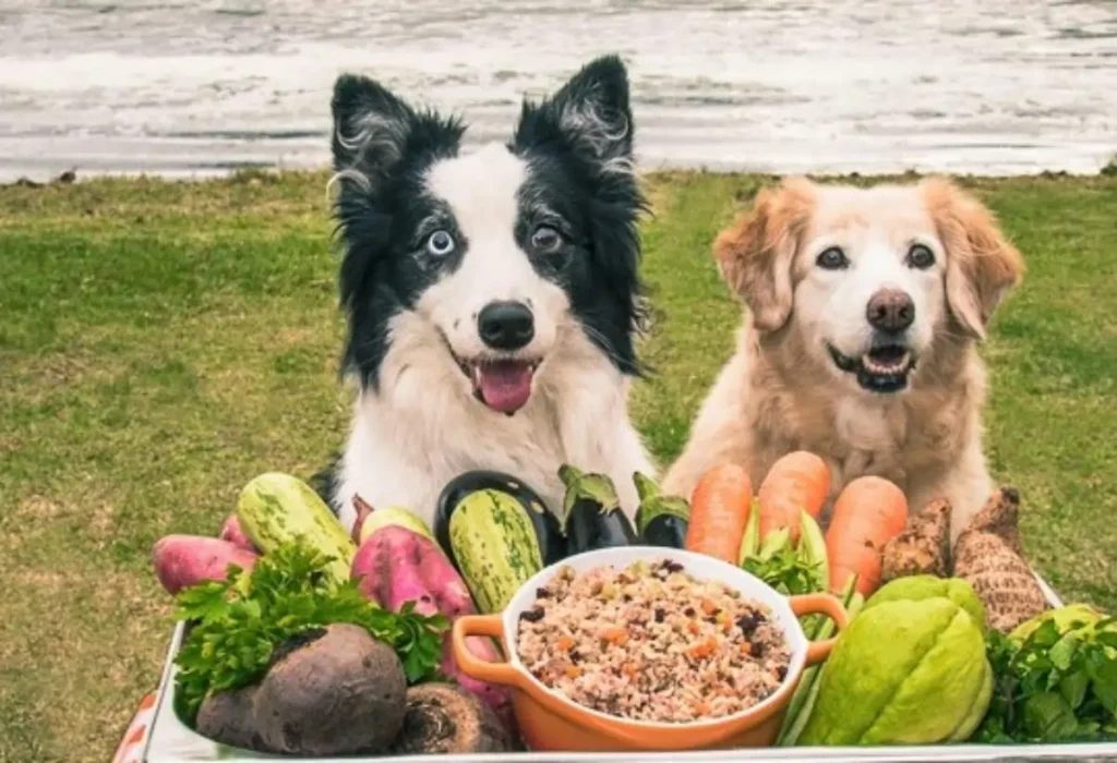 Dois cães e a frente deles duas comidas naturais .