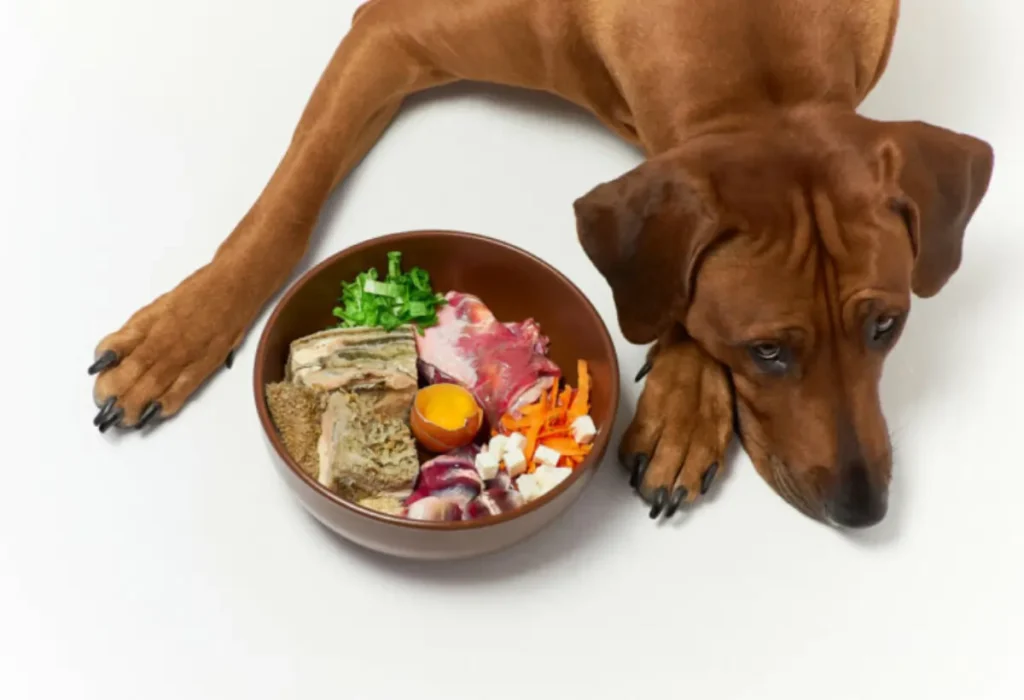 Um cachorro deitado e ao seu lado uma tigela com alimentos para cães insuficiência renal.
