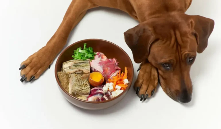 Um cachorro deitado e ao seu lado uma tigela com alimentos para cães problemas renais.