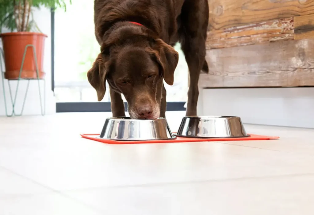 Um cachorro comendo ração.