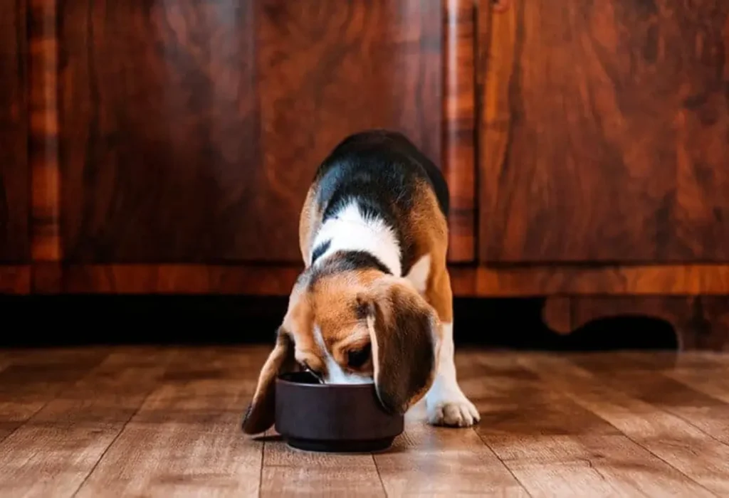 Um cachorro com falta de cálcio.