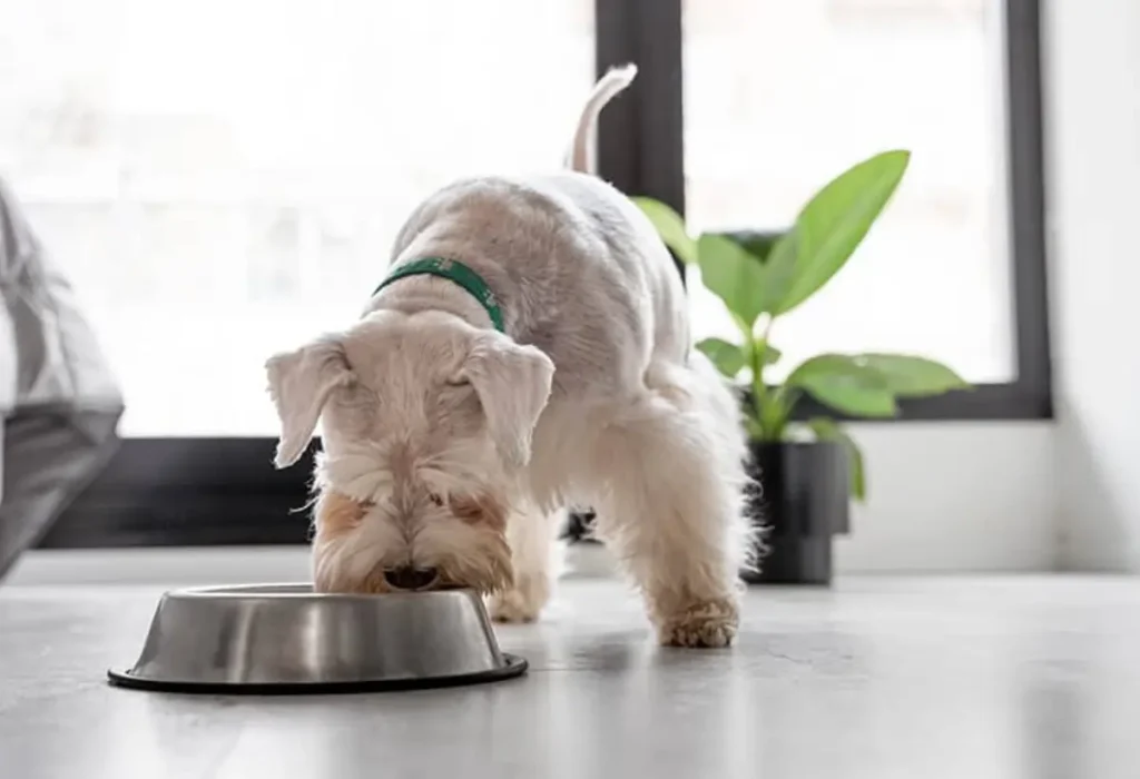 Um cachorro comendo ração.