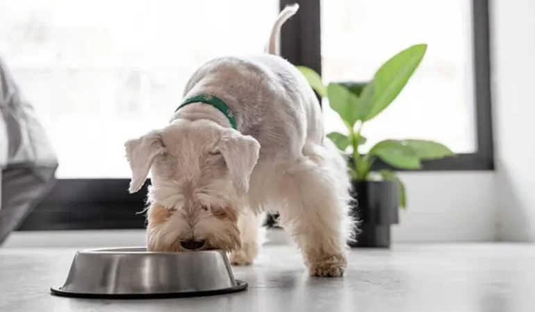 Um cachorro comendo ração.