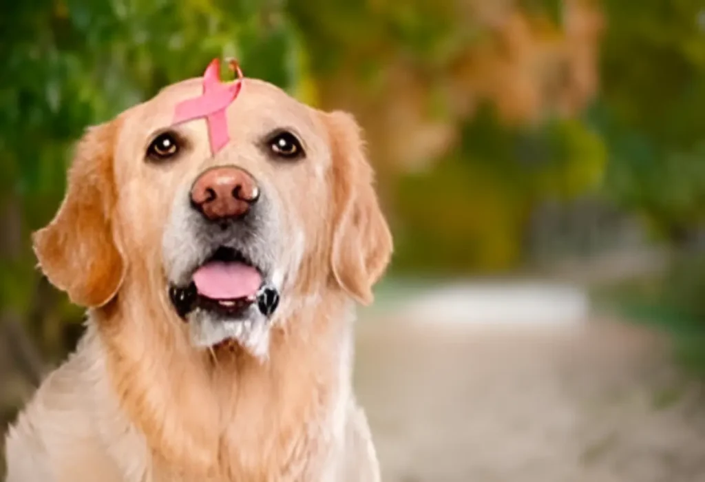 Um cachorro com câncer.