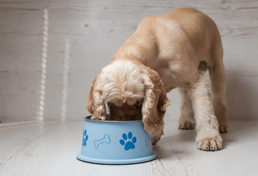 Um cachorro comendo ração em uma tigela.