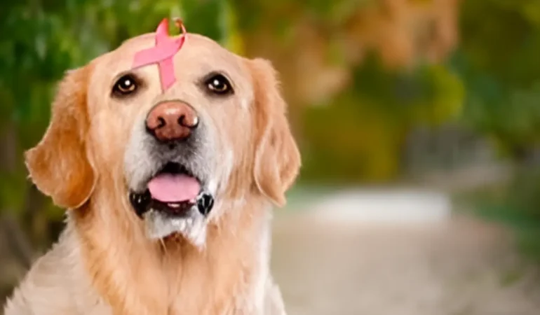 Um cachorro com câncer.